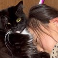 猫が『熟睡中の女の子』にモフモフされた結果、『予想外の反撃』に出て………