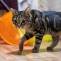 シニア描が普段と違う様子で『ぐるぐる回るとき』の原因3つ！飼い主ができ…