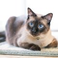 猫の『顔の形』は3種類に分けられる？タイプごとの特徴や代表的な猫種をご…