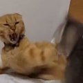 ウトウトする先輩猫にちょっかいを出した子猫→怒られた結果…まさかの『フ…