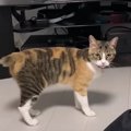 猫ちゃんが食欲不振になった原因は…？