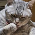 『猫とは思えない体勢』でくつろぐ猫→さらに背後を見ると…まさかの光景に…