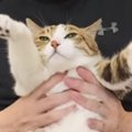 ストレッチが大好きな『ネコ』→飼い主さんが伸ばしてあげると…まさか…