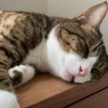 眠たくてもじゃれるのをやめニャい！夢の中でも遊ぶ猫ちゃん♡