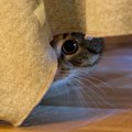 可愛い猫が豹変！？猫の「怖カワ顔」写真特集♪