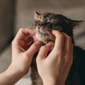 猫が長生きするために気をつけたい事｜家庭で出来る対策や注意点を【…