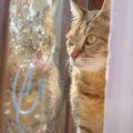 元野良猫を『初めての部屋』につれて行ってみたら…微笑ましい反応に癒…