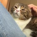 ママさんとふたりだけの時間を大切にする猫くん！