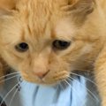 娘に抱っこで運ばれる猫→表情を見てみると…『全てを諦めきったかのような…
