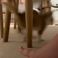 すばしっこくて捕まえられない子猫→『母猫の鳴きマネ』で呼んでみた結…