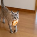 猫が『おみやげ』を持ってきてくれる理由3つ　思わず愛おしくなる心理…