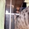 飼い主がベランダに閉め出されていたら『猫は助けてくれる？』→検証し…