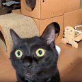 外出中にペットカメラから『通知』→猫の様子を確認してみたら…まさかの『…