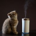 猫を冬場に起きる『静電気』から守る方法5つ