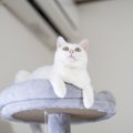 猫がいる部屋に『ゴキブリ』が出た！退治や駆除にあたって気をつける…