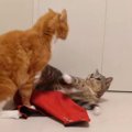 隙がない！猫ちゃんの赤い布奪還計画