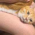 『お尻ぺんぺん』が好きすぎるネコ…三角形のような『まさかの体勢』が36万…