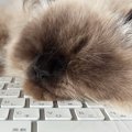 キーボードの上で熟睡していた猫ちゃん→入力されていた『文字』を見た…
