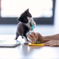 猫が『かじりたがって困るもの』6選　コードや鉛筆…なんでそんなに噛みた…