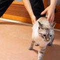 日課のラジオ体操！猫ちゃんもご一緒に