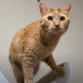 猫の誕生日にキャットタワーをあげた飼い主さん→喜んで使ってくれたと…