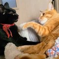 新入り猫と先住猫『仲良し』と見せかけて…"地味に揉める"猫…