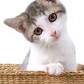 猫は飼い主の事を忘れる？記憶できる期間や覚えてもらうための方法