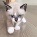『色素が薄い赤ちゃん猫』が成長した結果…毛色が"とんでもなく変化し…