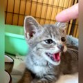 保護してからずっとママを威嚇し続けた子猫…５日後に見せた『感動の光景』…