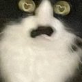 猫を撮ったら『手ブレ』が奇跡を起こして…瞳を見てみると→まさかの模様が…