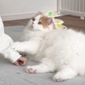 『125万人が悶絶』猫が飼い主と１日中いっしょにいると…嬉しさが爆発…