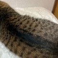 ギリギリネコ？…猫の後ろ姿を撮ってみた結果→ナマコにしか見えない『…