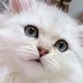 『長ーい耳毛』が特徴的な猫→ツインテールをしているかのような『可愛…