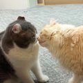 ブチギレた娘猫が父猫をボコボコにした結果…『まさかの結末』が微笑ましす…