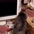 飼い主他界『家に置き去りにされた猫』→ゴミをあさり、1か月1匹で生き…