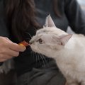 猫のしつけに役立つ『陽性強化法』“ほめて伸ばす”がカギになる正しい…