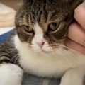 ママとパパで対応があからさまに違いすぎる猫ちゃん！