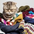 猫に「服」は着せても良いの？メリットとデメリット