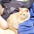 男の子にピッタリ寄り添う猫→『犬みたい』と言われると…思わずほほえんで…