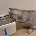 初めて『自動給水機』を設置してみたら……愛猫が見せた『まさかの反応』が…