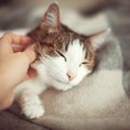 猫の『体調不良』を見抜くためのチェックポイント4つ