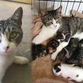 育児放棄された子猫たち…新たなママ猫が7匹を育て上げる姿に感動！