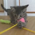 どっちが勝つ？子猫の姉妹対決！