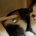 猫のトリミングを自宅で行う方法とサロンで行う注意点