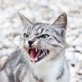 猫が怒った時の対策5つ