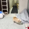 猫と犬に『飼い主が消えるドッキリ』してみた結果…予想外すぎる展開が笑え…