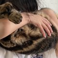 女の子に抱っこされて猫吸いされるキジトラ猫→『表情』をよく見ると……