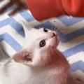 赤ちゃん猫に『ミルク』を作っていたら…あまりにも可愛すぎる『催促の…