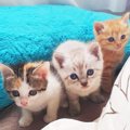 親猫のいない離乳前の子猫4匹をレスキュー。生命力に胸を打たれる