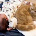 赤ちゃんの近くで寝るようになった猫→少しずつ距離が縮まっていって……